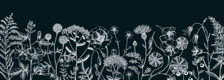 Summer background with field flowers in sketch style. Hand drawn wildflowers border on chalkboard. Herbs, meadows, flowering plants vector illustrations. Floral design for banner, packaging, print